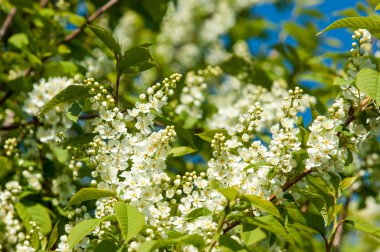 Kuş kiraz, parlak arkadan aydınlatmalı gökyüzü karşı dalı closeup. kuş kiraz çiçekleri