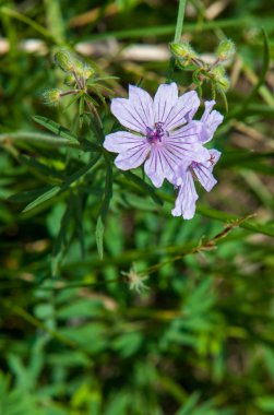 Viola odorata. Mor (ve sarı, beyaz) otsu bitkilerle çiçekleri. Tien Shan fotoğraf
