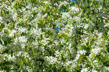 Elma ağaçları çiçek. genellikle parlak renkli bir corolla (taç yaprakları tarafından çevrili üreme organları (stamens ve carpels) oluşan bir bitki, tohum taşıyan parçası)