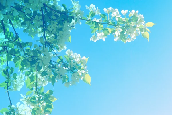 Flores Manzanos Parte Portadora Semillas Una Planta Que Consiste Órganos —  Fotos de Stock