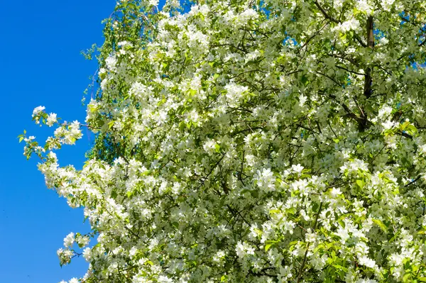 Apple Bomen Bloemen Het Zaad Dragende Deel Van Een Plant — Stockfoto