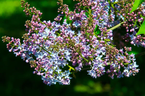 Texture Pattern Background Lilac Flowers Pale Pinkish Violet Color Large — Stock Photo, Image