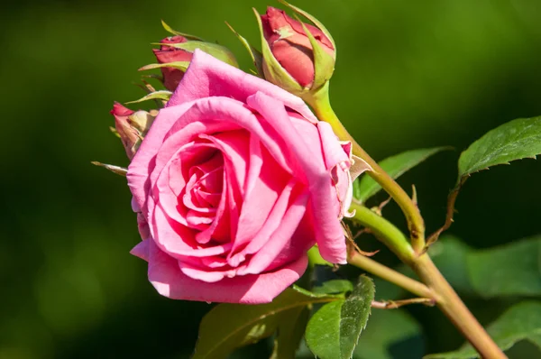 Υφή Μοτίβο Φόντο Τριαντάφυλλα Φυτό Όμορφα Μεγάλα Αρωματικά Λουλούδια Και — Φωτογραφία Αρχείου