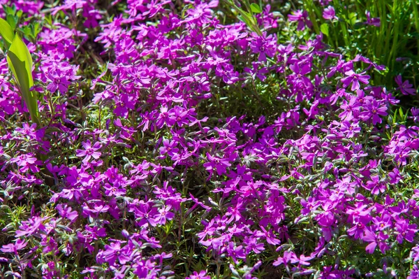 Phlox North American Plant Typically Has Dense Clusters Colorful Scented — Stock Photo, Image