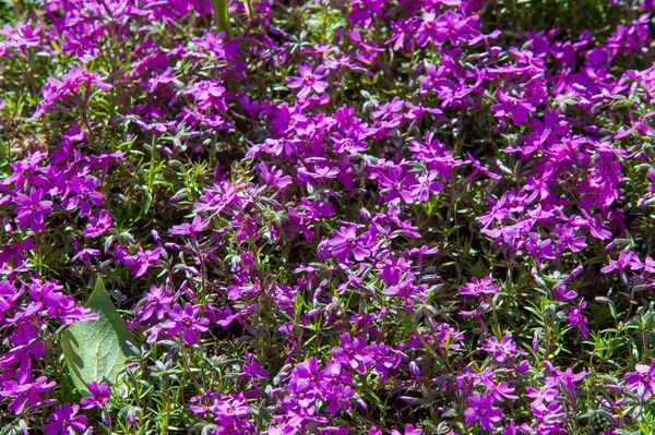 Phlox Plantă Nord Americană Care Obicei Grupuri Dense Flori Colorate — Fotografie, imagine de stoc