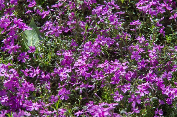 Флокс Североамериканское Растение Которое Правило Имеет Плотные Скопления Разноцветных Ароматных — стоковое фото