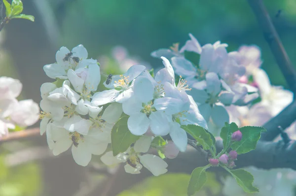 Apple Trees Flowers Seed Bearing Part Plant Consisting Reproductive Organs — Stock Photo, Image