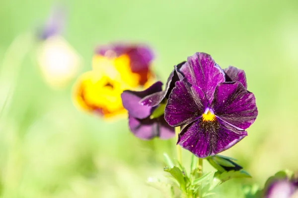 Flores Mariquinhas Uma Viola Cultivada Popular Com Flores Cores Ricas — Fotografia de Stock