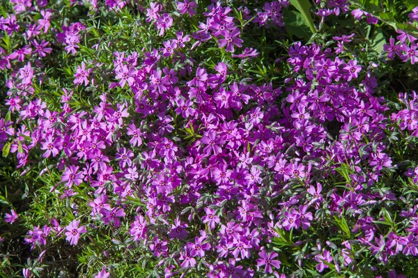 Phlox North American Plant Typically Has Dense Clusters Colorful Scented — Stock Photo, Image