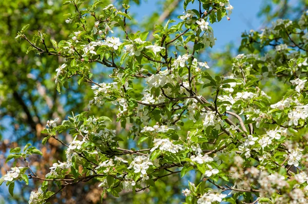 Apfelbäume Blühen Der Samen Tragende Teil Einer Pflanze Bestehend Aus — Stockfoto