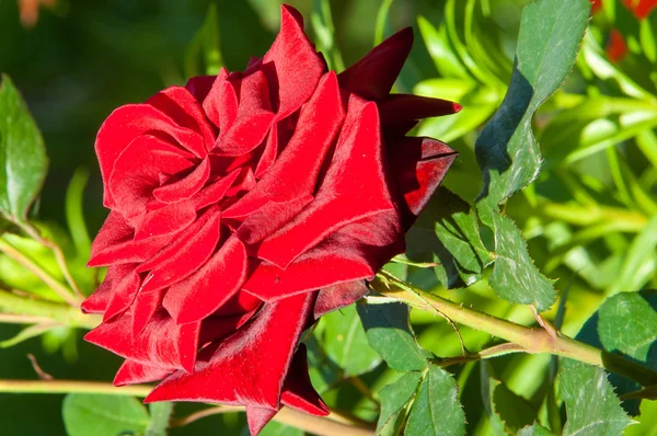 Textura, vzorek, na pozadí. Růže. Rostlina s krásným la — Stock fotografie