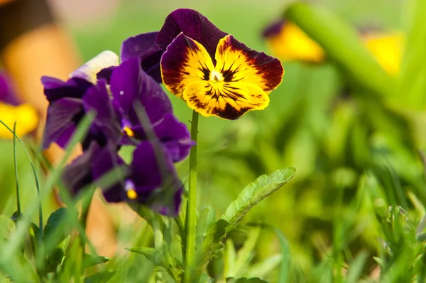 Pansy Flowers Popular Cultivated Viola Flowers Rich Colors Both Summer — Stock Photo, Image