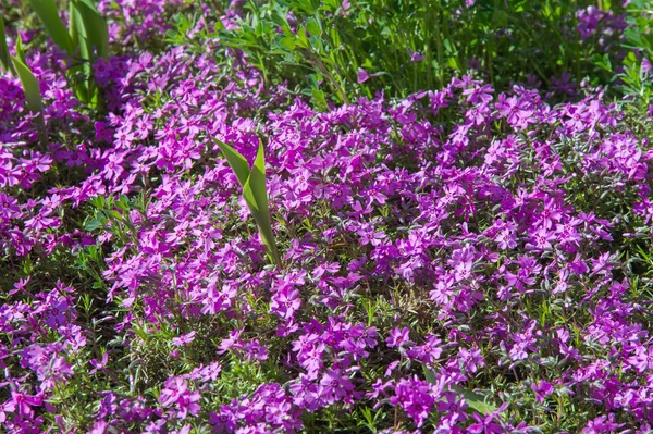 Phlox Plantă Nord Americană Care Obicei Grupuri Dense Flori Colorate — Fotografie, imagine de stoc