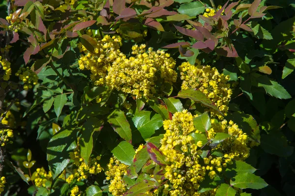 Flowers Barberry Thorny Shrub Bears Yellow Flowers Red Blue Black — Stock Photo, Image