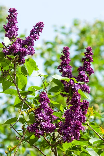 Texture Pattern Background Lilac Flowers Pale Pinkish Violet Color Large — Stock Photo, Image