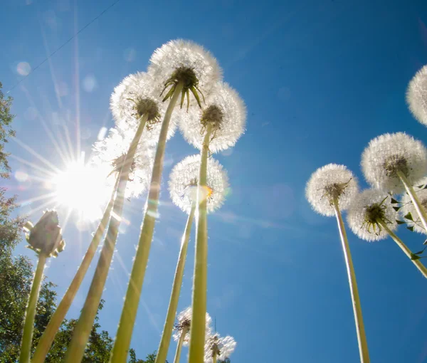 Dandelions. Plant seeds with fluffy hairs, borne by the wind