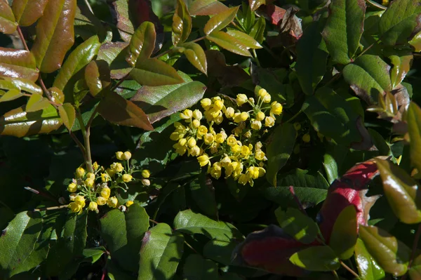 Flowers Barberry Thorny Shrub Bears Yellow Flowers Red Blue Black — Stock Photo, Image