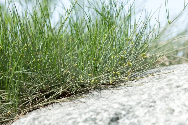 Ephedra Est Genre Arbustes Gymnospermes Famille Des Ephedraceae — Photo