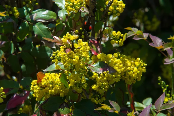 Flowers Barberry Thorny Shrub Bears Yellow Flowers Red Blue Black — Stock Photo, Image