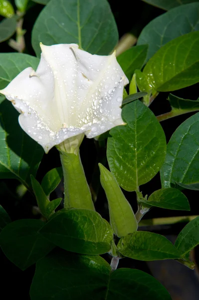 Textur Muster Hintergrund Datura Blume Ein Akut Gestörter Geisteszustand Der — Stockfoto