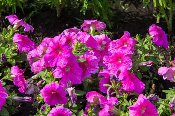 花瓣花 遮阳伞家族的一种植物 有颜色鲜艳的漏斗状的花 原产于美洲热带地区 — 图库照片