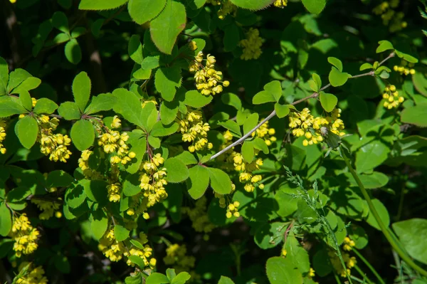 Blommor Berberis, en taggig buske som bär gula blommor och r — Stockfoto