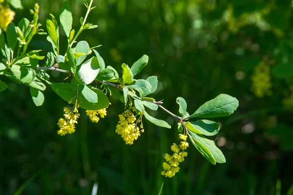 Flowers barberry, a thorny shrub that bears yellow flowers and r — Stock Photo, Image