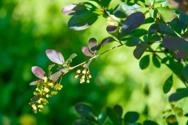 Flores agracejo, un arbusto espinoso que lleva flores amarillas y r —  Fotos de Stock