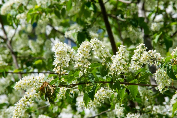 Closeup of branch of bird cherry, brightly backlit against sky — Stock Photo, Image