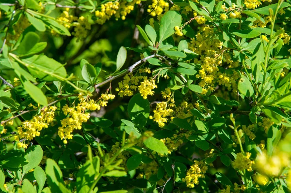 Çiçekler kızamık, sarı çiçekler ve r ayılar bir dikenli çalı — Stok fotoğraf