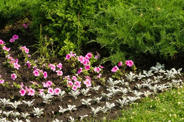 Petunia bloemen. een plant uit de nachtschadefamilie met helder — Stockfoto