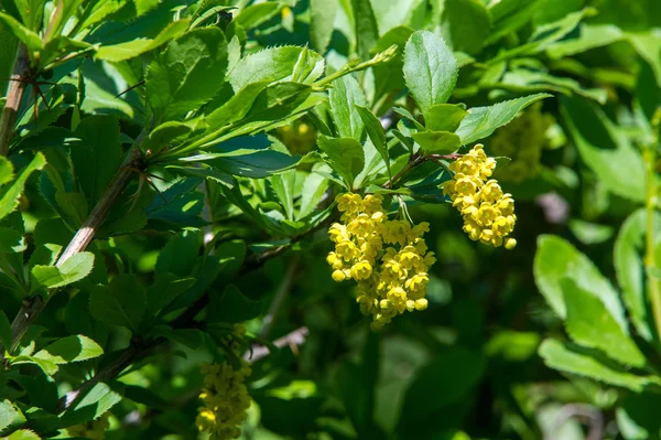 花メギ、黄色の花と r を冠するとげのある低木 — ストック写真