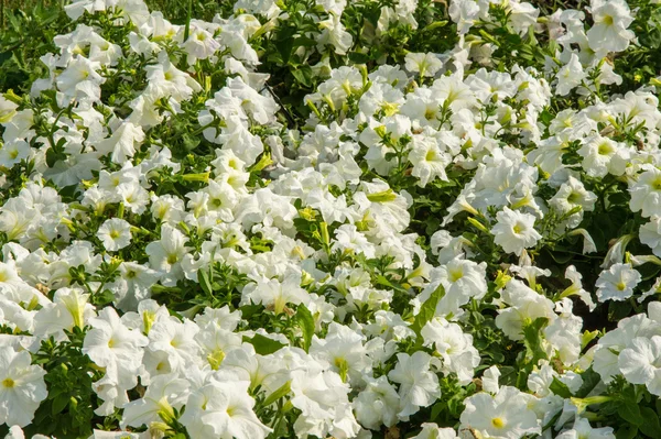 Petunia flowers. a plant of the nightshade family with brightly — Stock Photo, Image