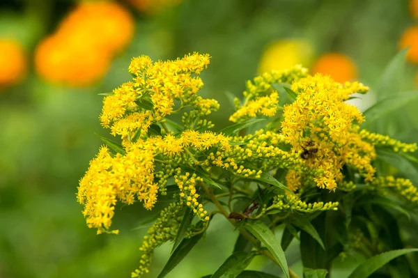 Pulmonaria veya pembe ve mavi çiçekler makro bokeh'ile Lungwort — Stok fotoğraf