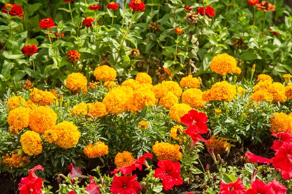 Petunia bloemen. een plant uit de nachtschadefamilie met helder — Stockfoto