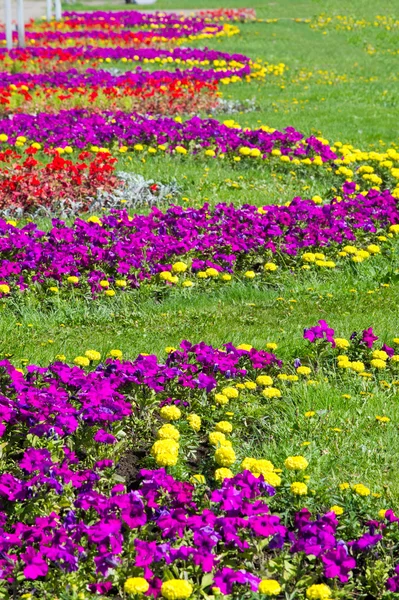 Textur Hintergrund. Blumenbeete Stadt, Ringelblumen, Petunien — Stockfoto