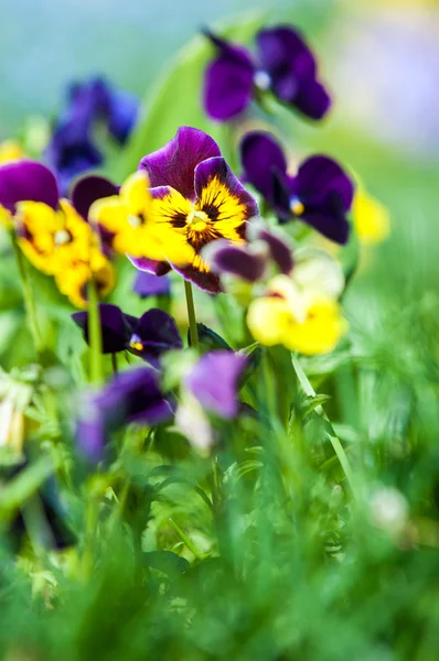Fiori finocchi. una viola coltivata popolare con fiori in ricco c — Foto Stock