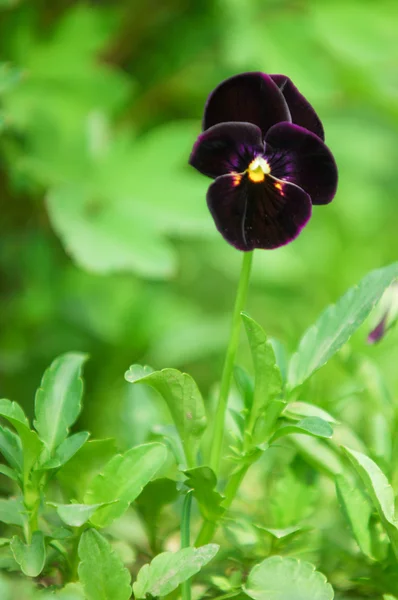 Flores mariquinhas. uma viola cultivada popular com flores em c rico — Fotografia de Stock