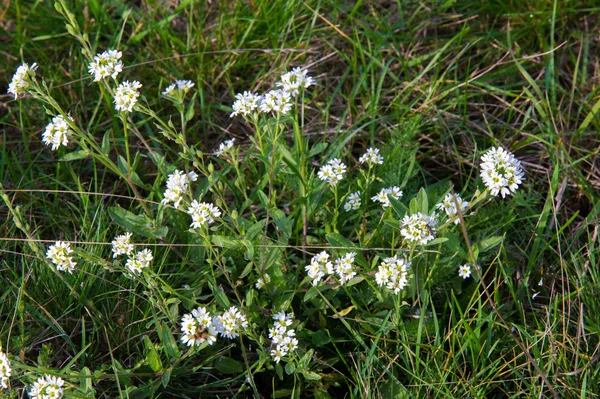 Zierliche schneeweiße Blüten von lobularia maritima alyssum maritimu — Stockfoto