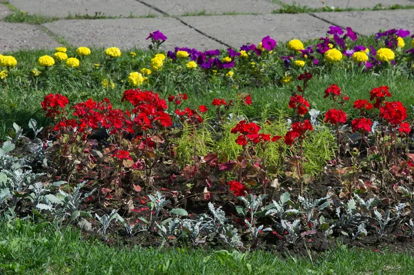 Textur Hintergrund. Blumenbeete Stadt, Ringelblumen, Petunien — Stockfoto