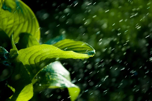 Letni deszcz. skondensowane wilgoci z atmosfery, która przypada v — Zdjęcie stockowe