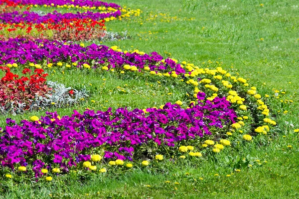 Textur Hintergrund Blumenbeete Stadt Ringelblumen Petunien — Stockfoto