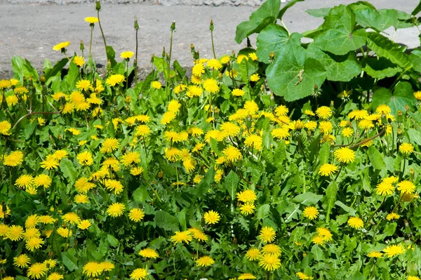 郁金香 球根状春天开花植物百合科 大胆彩色花杯状 花郁金香背景 美丽的景色郁金香下阳光景观位于中间的春天 — 图库照片