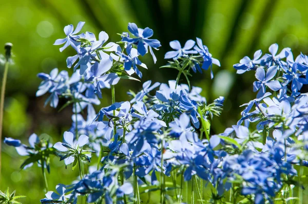 Viola Odorata Krautige Pflanzen Mit Violetten Und Gelben Weißen Blüten — Stockfoto