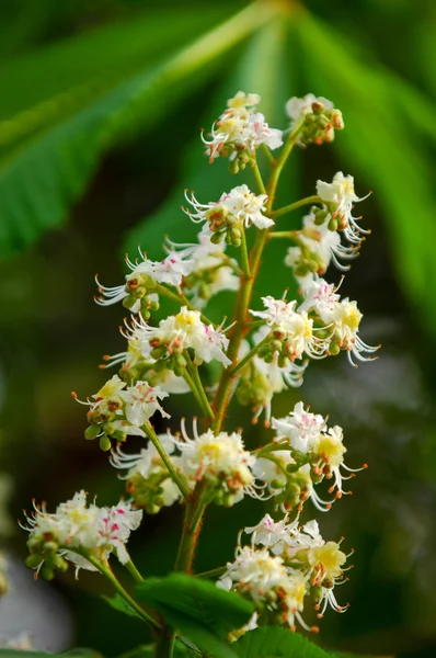 Flores Castaño Florecientes Primavera Aesculus Hippocastanum Flor Castaño Indias —  Fotos de Stock