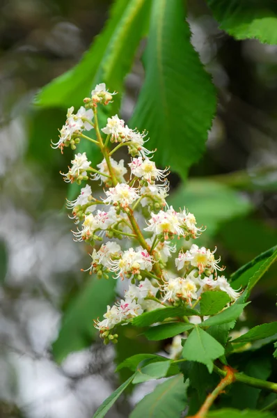 Весенние Цветущие Каштановые Цветы Aesculus Hippocastanum Цветок Конского Каштана — стоковое фото