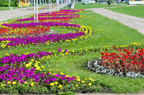 Textura Fundo Camas Flores Cidade Marigolds Petúnias — Fotografia de Stock