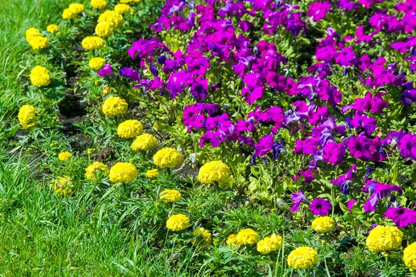 Textur Bakgrund Blomma Sängar City Ringblommor Petunior — Stockfoto