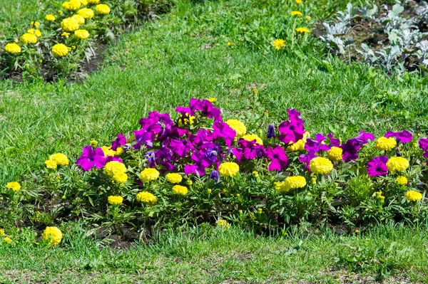 Textura Fundal Oraș Paturi Flori Marigolds Petunias — Fotografie, imagine de stoc