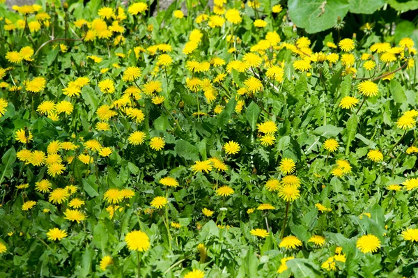 タンポポの黄色い花は戸外で成長 — ストック写真